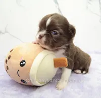 AKC DANIEL, a male Chihuahua for sale in Muskogee, OK – Photo 5 of 10