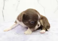 AKC DANIEL, a male Chihuahua for sale in Muskogee, OK – Photo 6 of 10
