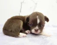 AKC DANIEL, a male Chihuahua for sale in Muskogee, OK – Photo 7 of 10