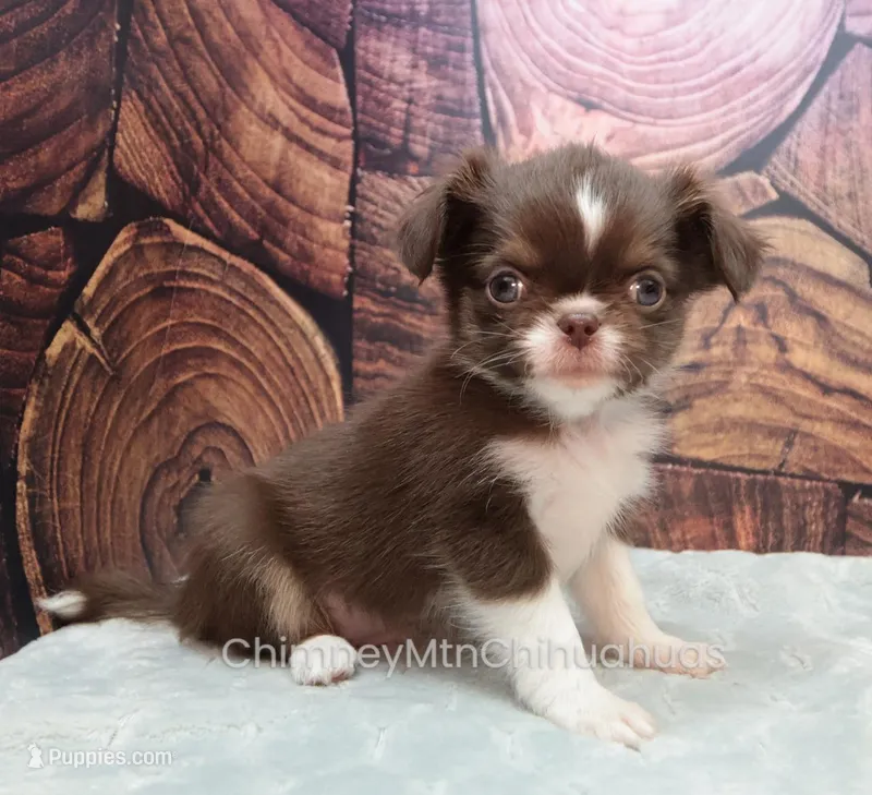 AKC DANIEL – Chihuahua puppy on hold in Muskogee, OK