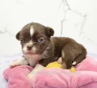 AKC DANIEL, a male Chihuahua for sale in Muskogee, OK – Photo 3 of 10