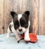 AKC KAY, a male Chihuahua for sale in Muskogee, OK – Photo 4 of 10