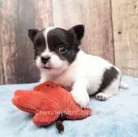 AKC KAY, a male Chihuahua for sale in Muskogee, OK – Photo 2 of 10