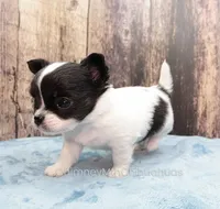 AKC KAY, a male Chihuahua for sale in Muskogee, OK – Photo 3 of 10