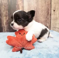 AKC KAY, a male Chihuahua for sale in Muskogee, OK – Photo 8 of 10