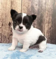 AKC KAY, a male Chihuahua for sale in Muskogee, OK – Photo 1 of 10