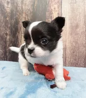 AKC KAY, a male Chihuahua for sale in Muskogee, OK – Photo 7 of 10