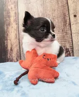 AKC KAY, a male Chihuahua for sale in Muskogee, OK – Photo 6 of 10