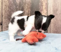 AKC KAY, a male Chihuahua for sale in Muskogee, OK – Photo 5 of 10