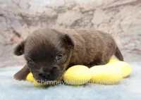 AKC ELWOOD, a male Chihuahua for sale in Muskogee, OK – 6 of 10