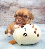 AKC PIP, a male Chihuahua for sale in Muskogee, OK – 4 of 10