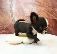AKC ISLA, a female Chihuahua for sale in Muskogee, OK – 4 of 10