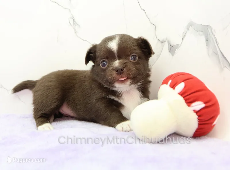 AKC EMILY – Chihuahua puppy for sale in Muskogee, OK