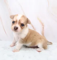 AKC IKE, a male Chihuahua for sale in Muskogee, OK – 4 of 10