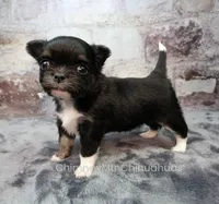AKC PRALINE, a female Chihuahua for sale in Muskogee, OK – 2 of 10