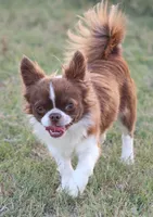 AKC WESLEY, a male Chihuahua for sale in Muskogee, OK – 3 of 4