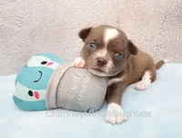AKC QUINCY, a male Chihuahua for sale in Muskogee, OK – 3 of 10