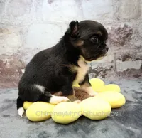 AKC PRALINE, a female Chihuahua for sale in Muskogee, OK – 3 of 10