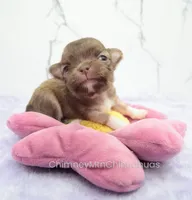 AKC CALEB, a male Chihuahua for sale in Muskogee, OK – Photo 8 of 10