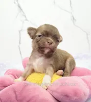 AKC CALEB, a male Chihuahua for sale in Muskogee, OK – Photo 6 of 10