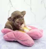 AKC CALEB, a male Chihuahua for sale in Muskogee, OK – Photo 1 of 10