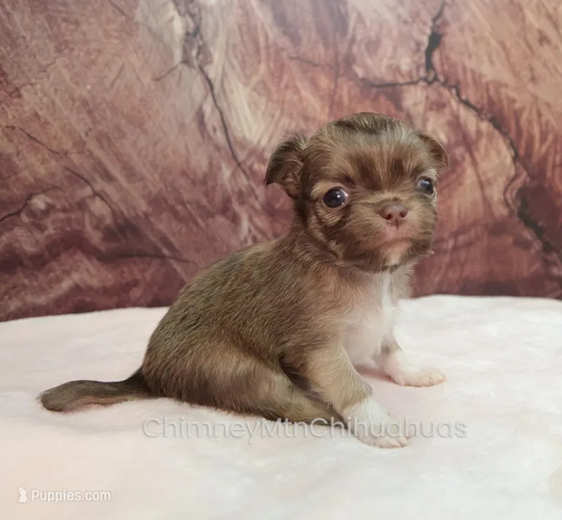 AKC CALEB – Chihuahua puppy for sale in Muskogee, OK
