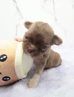 AKC CALEB, a male Chihuahua for sale in Muskogee, OK – Photo 3 of 10