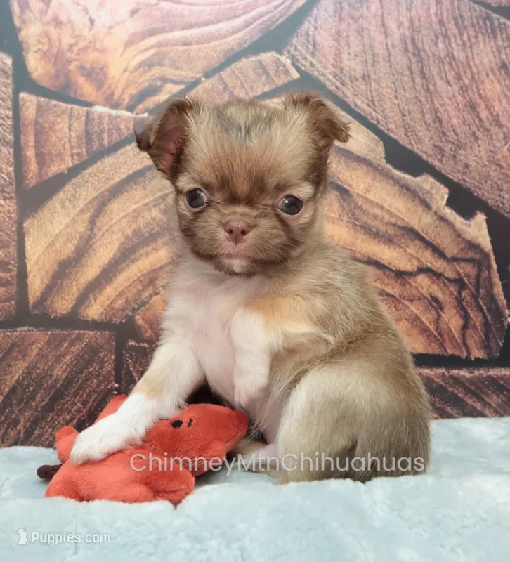 AKC CALEB – Chihuahua puppy for sale in Muskogee, OK
