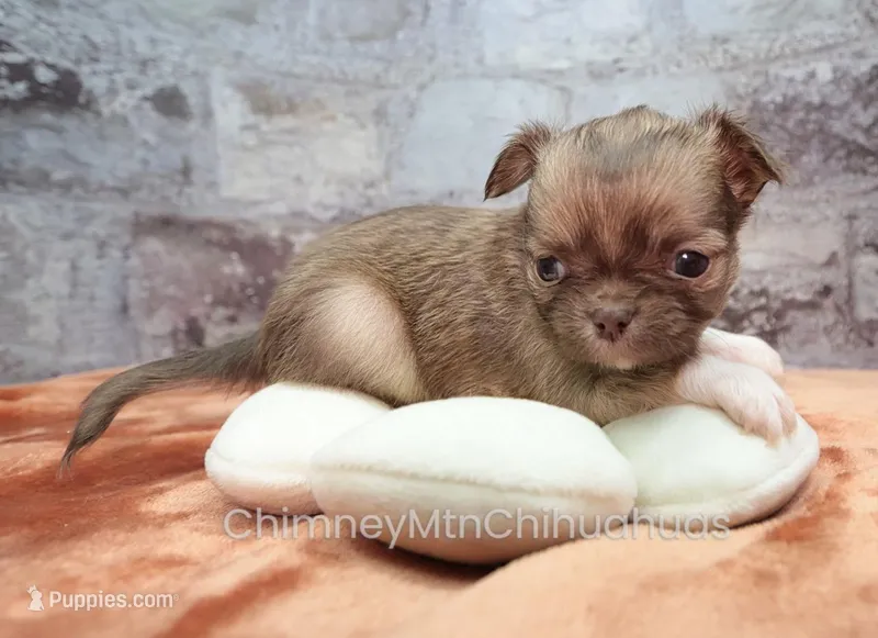 AKC CALEB – Chihuahua puppy for sale in Muskogee, OK