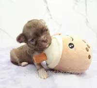 AKC CALEB, a male Chihuahua for sale in Muskogee, OK – Photo 5 of 10