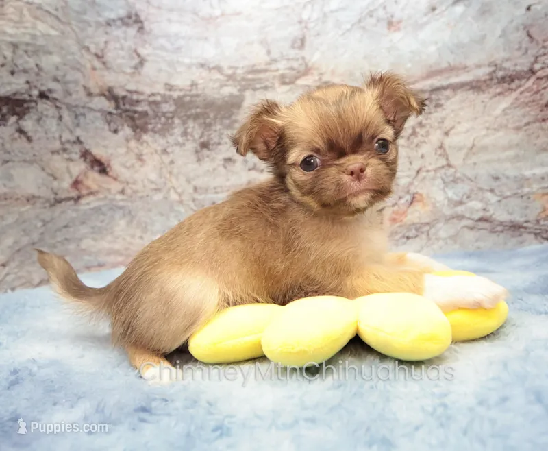 AKC CALEB – Chihuahua puppy on hold in Muskogee, OK
