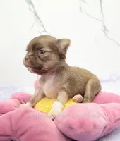 AKC CALEB, a male Chihuahua for sale in Muskogee, OK – Photo 2 of 10