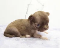 AKC CALEB, a male Chihuahua for sale in Muskogee, OK – Photo 4 of 10