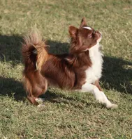AKC CALEB, a male Chihuahua for sale in Muskogee, OK – Photo 9 of 10