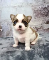 AKC PECAN, a male Chihuahua for sale in Muskogee, OK – 2 of 10