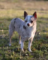 Unborn Litter- AKC, a  Chihuahua for sale in Muskogee, OK – Photo 7 of 7