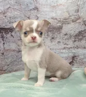 Unborn Litter- AKC, a  Chihuahua for sale in Muskogee, OK – Photo 2 of 7