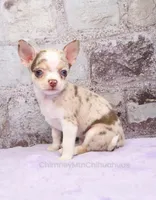 Unborn Litter- AKC, a  Chihuahua for sale in Muskogee, OK – Photo 4 of 7