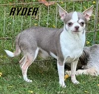 Unborn Litter- AKC, a  Chihuahua for sale in Muskogee, OK – Photo 6 of 7