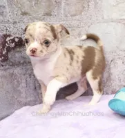 Unborn Litter- AKC, a  Chihuahua for sale in Muskogee, OK – Photo 5 of 7
