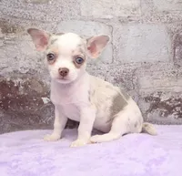 Unborn Litter- AKC, a  Chihuahua for sale in Muskogee, OK – Photo 3 of 7