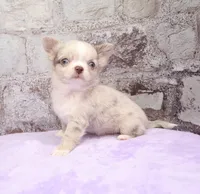 Unborn Litter- AKC, a  Chihuahua for sale in Muskogee, OK – Photo 1 of 7