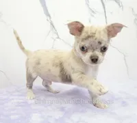 AKC RICO, a male Chihuahua for sale in Muskogee, OK – 1 of 10