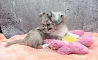 Unborn Litter- AKC, a  Chihuahua for sale in Muskogee, OK – 2 of 8