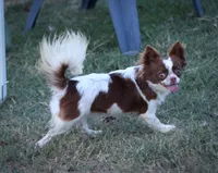 AKC PIP, a male Chihuahua for sale in Muskogee, OK – 10 of 10