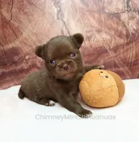 AKC MARGO, a female Chihuahua for sale in Muskogee, OK – 4 of 10