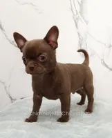 Unborn Litter- AKC, a  Chihuahua for sale in Muskogee, OK – 3 of 10