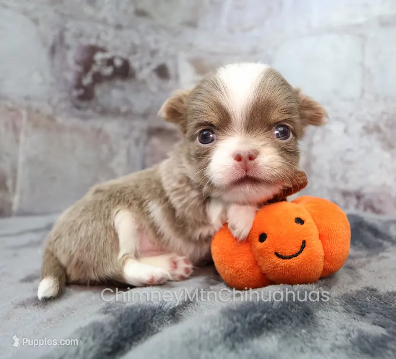 AKC FROST – Chihuahua puppy for sale in Muskogee, OK