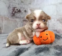 AKC FROST, a male Chihuahua for sale in Muskogee, OK – 1 of 10