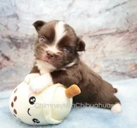 AKC HUCK, a male Chihuahua for sale in Muskogee, OK – 5 of 10